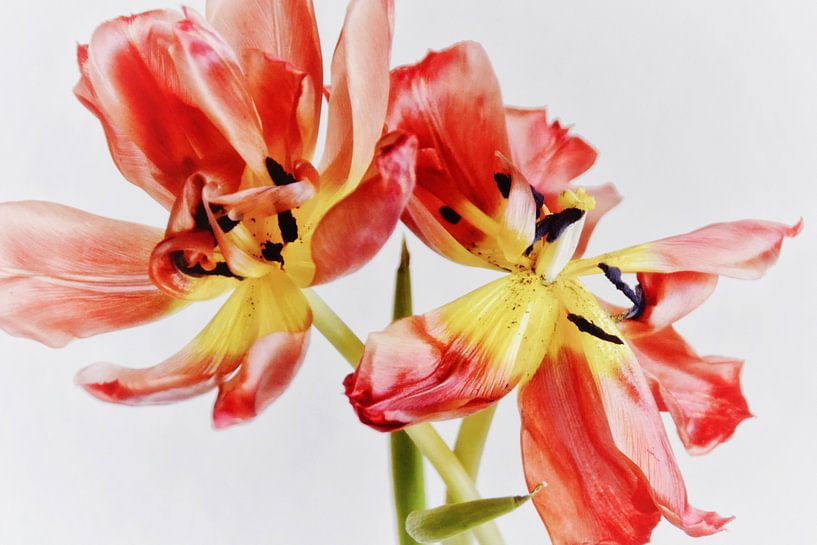 Danse des tulipes par Claudia Moeckel