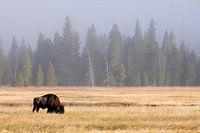 Bison