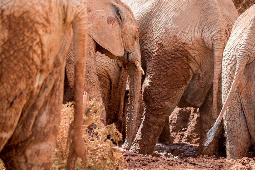 Olifanten in de modder par Jack Koning