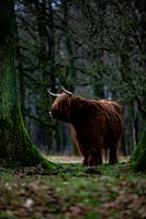 Highlander écossais