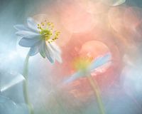 Anémones de bois dans des ampoules bokeh