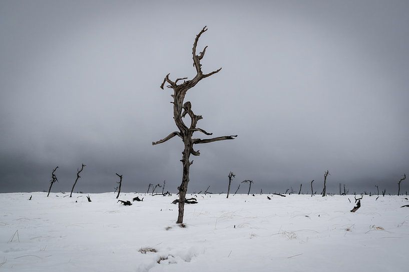 Noir Flohay im Winter von Francois Debets