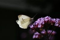 Koolwitje ontmoet ijzerhard (2)