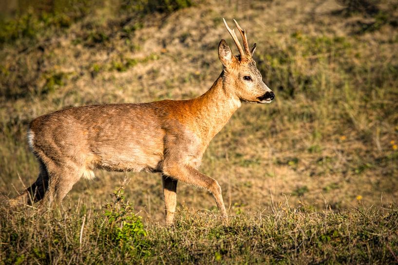 Ree im Naturschutzgebiet Rockanje von By Marjolein Design
