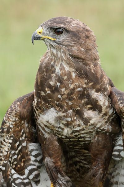 Mäusebussard (Buteo buteo) von Ronald Pol