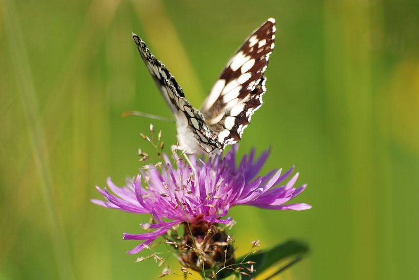 Dambordje (Melanargia galathea) par Margreet Frowijn