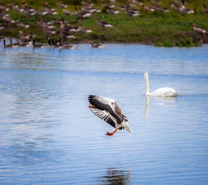 Graugans im Landeanflug über dem Altmühlsee von ManfredFotos