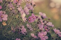 Detail in pink floral border
