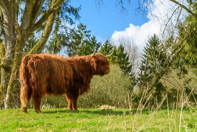 Scottish Highlander in the Harderbos by Gerry van Roosmalen