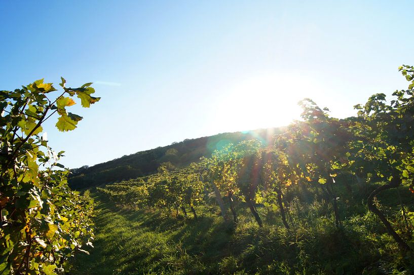 Weinberge von Markus Jerko