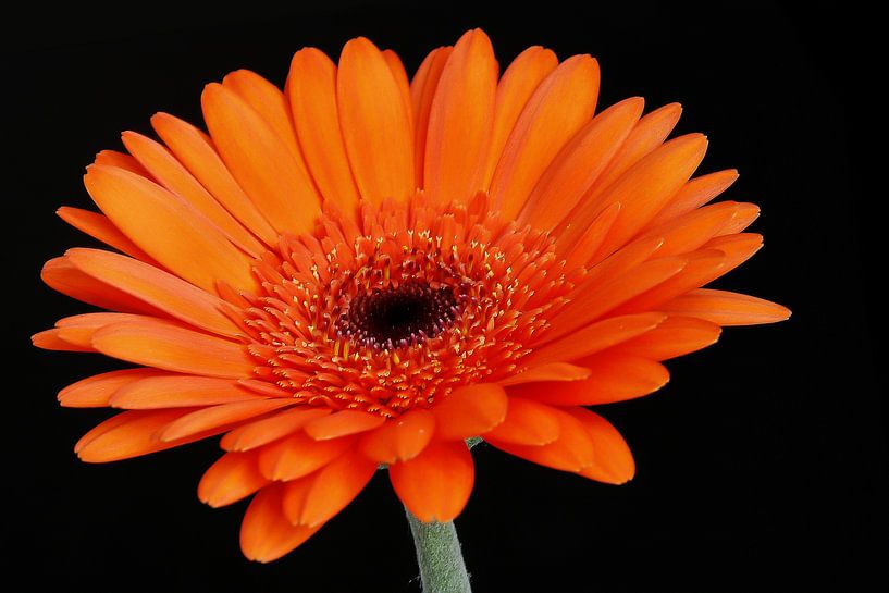 Orange Flower by Hans Levendig (lev&dig fotografie)