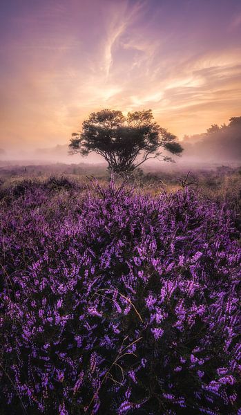 Heather sunrise_I by Loris Photography