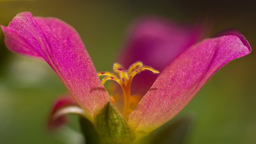 Portulaca in stack by Greetje van Son