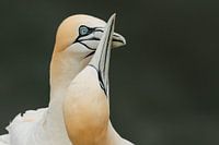 Gannets in love