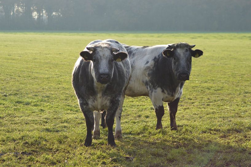2 cows with horns by Joke te Grotenhuis