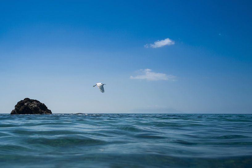 38/5000 Seidenreiher (Egretta garzetta) von Pieter van Roijen