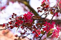 Rote Blumen im Sonnenlicht.