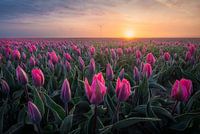 Pink tulips during sunrise | Landscape photography in Flevoland | Flowers