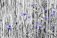Cornflowers in a grain field