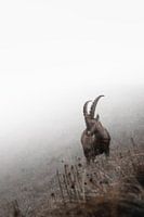 Jeune bouquetin en montagne | photographie animalière | Suisse
