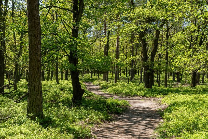 Un vert splendide par Merijn Loch