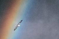 Vleugels door de regenboog