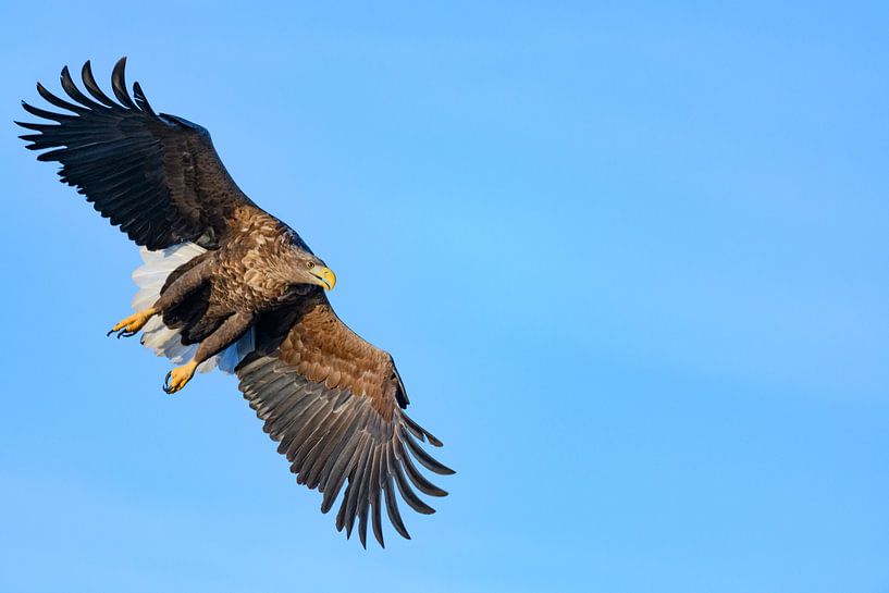 Seeadler  jagend im Himmel über einem Fjord von Sjoerd van der Wal Fotografie