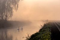 Swan in the morning in the fog