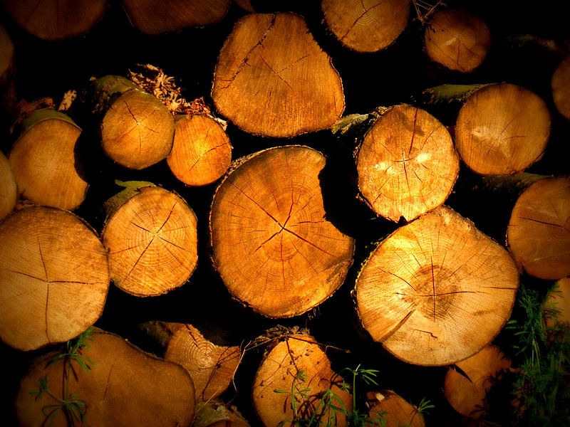 Houtstammen op stapel. Wood logs. by Joke Schippers