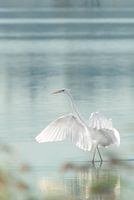 White heron