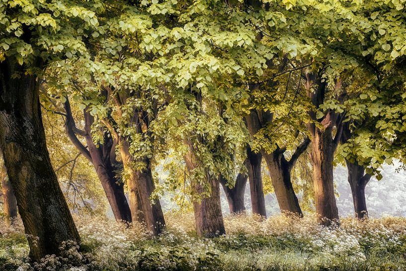 Der Frühling ist da von Lars van de Goor