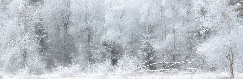 Paysage hivernal avec neige dans le Parc national de Dwingelderveld par Bas Meelker