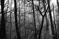 Silhouette des Waldes in der Veluwe