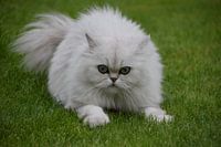 Katze schaut wild in die Linse