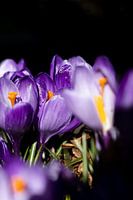 Crocuses in sunlight 3