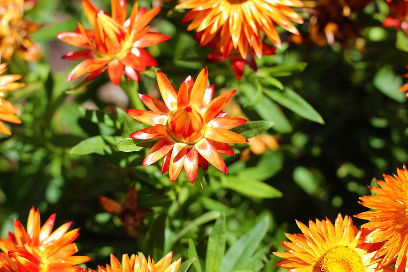 A gazanie by Marvin Taschik