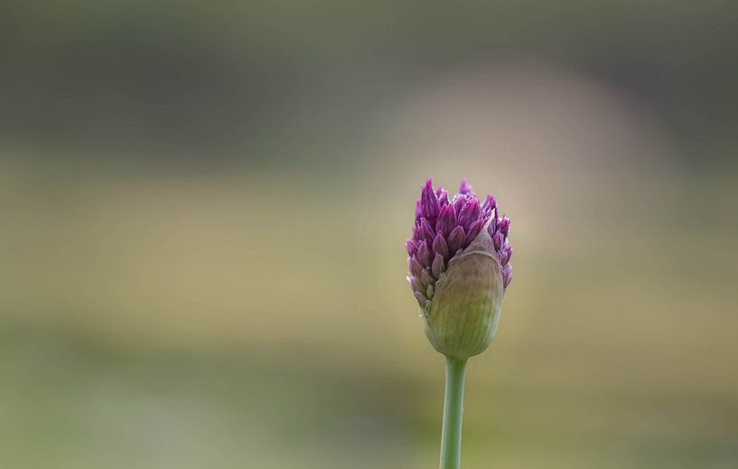 nouveau et violet par Tania Perneel