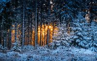 Winterwald in Flammen