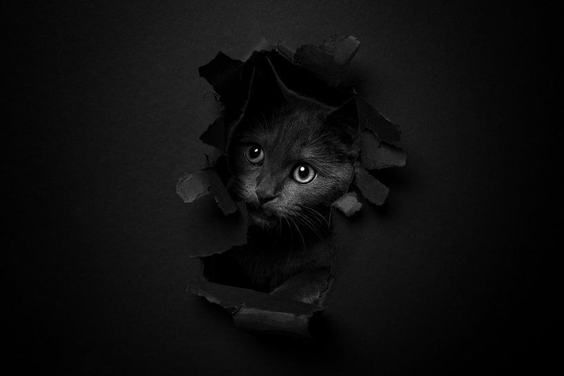 Katze von Danielas ARTPicture