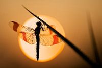 Bandheidelibel at sunrise