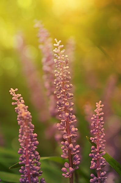 Zartes Lila von Zwergls Lichtermeer