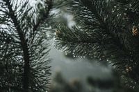 Detail von hängenden Regentropfen nach einer regnerischen Nacht in den Bergen von Zwiringen