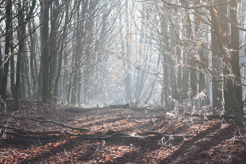 zomers winter ochtend par Danique Van Dijk