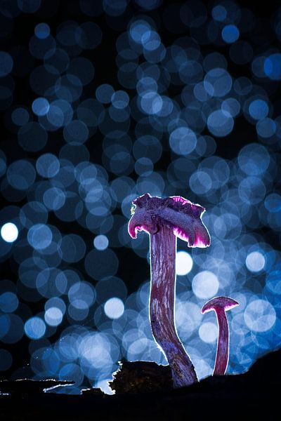 Mushroom in backlight by Dirk-Jan Steehouwer