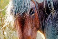 Close-up of an imperturbable horse on Schier