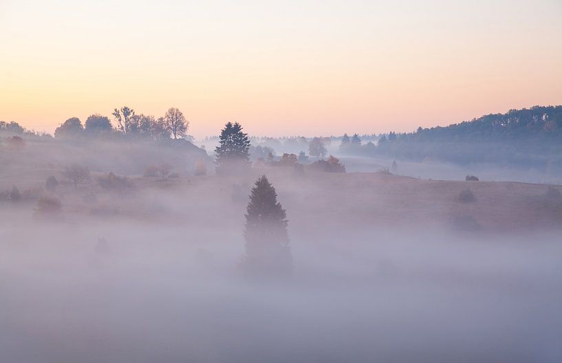 Juniper heath in the fog - Swabian Alb by Jiri Viehmann