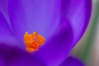 Gros plan sur Crocus