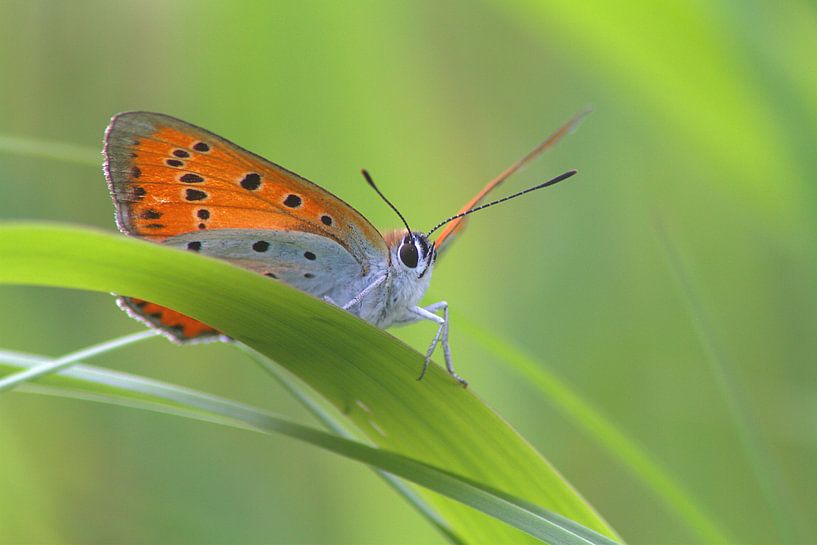 Great fire moth by Remco Been