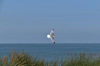 Floating along the coast