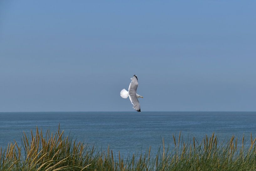 Zweven langs de kust van Albert Rap